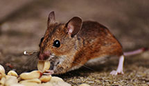24 Hour & Emergency Exterminators in Rnch Cascades, CA